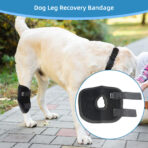 Dog Short Leg Knee Brace Support Recovery Sleeve Neoprene OEM Orthopedic Dog Knee Brace for ACL Back Front Leg(JD001DC) - Image 5