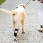 Dog Short Leg Knee Brace Support Recovery Sleeve Neoprene OEM Orthopedic Dog Knee Brace for ACL Back Front Leg(JD001DC) - Image 4