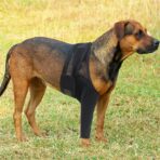 Dog Knee Support Recovery Sleeve Neoprene OEM Orthopedic Dog Knee Brace for ACL Back Front Leg(JD002DC) - Image 3