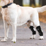 Dog Short Leg Knee Brace Support Recovery Sleeve Neoprene OEM Orthopedic Dog Knee Brace for ACL Back Front Leg(JD001DC) - Image 3