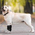 Dog Short Leg Knee Brace Support Recovery Sleeve Neoprene OEM Orthopedic Dog Knee Brace for ACL Back Front Leg(JD001DC) - Image 9