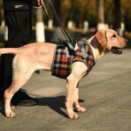 Adjustable Portable Polyester Dog Lift Harness Breathable Plaid Elderly Disable Rehabilitation Pet Leg Support for Front Back（JD006DC） - Image 2